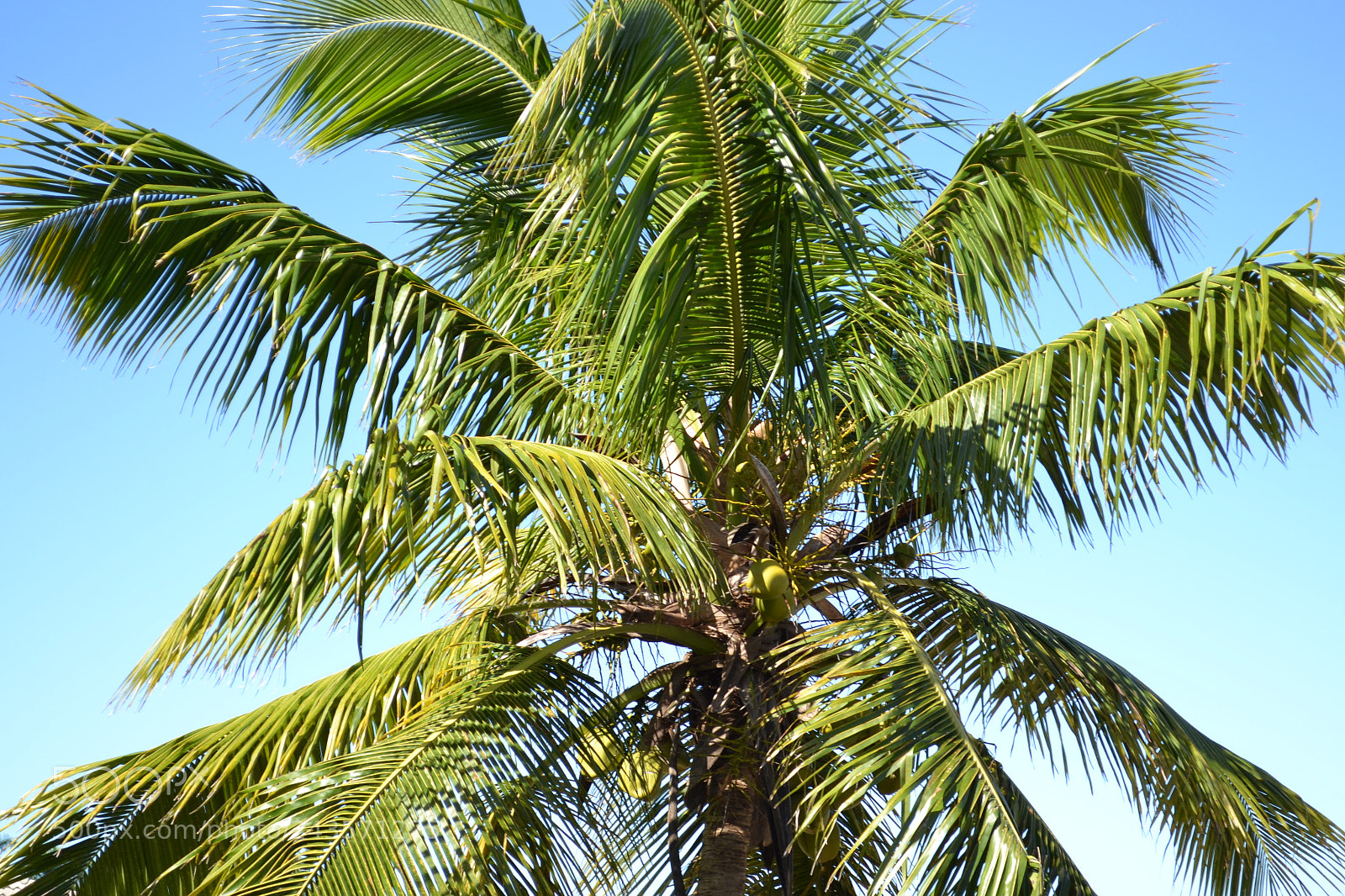 Nikon D3100 sample photo. Palm tree photography