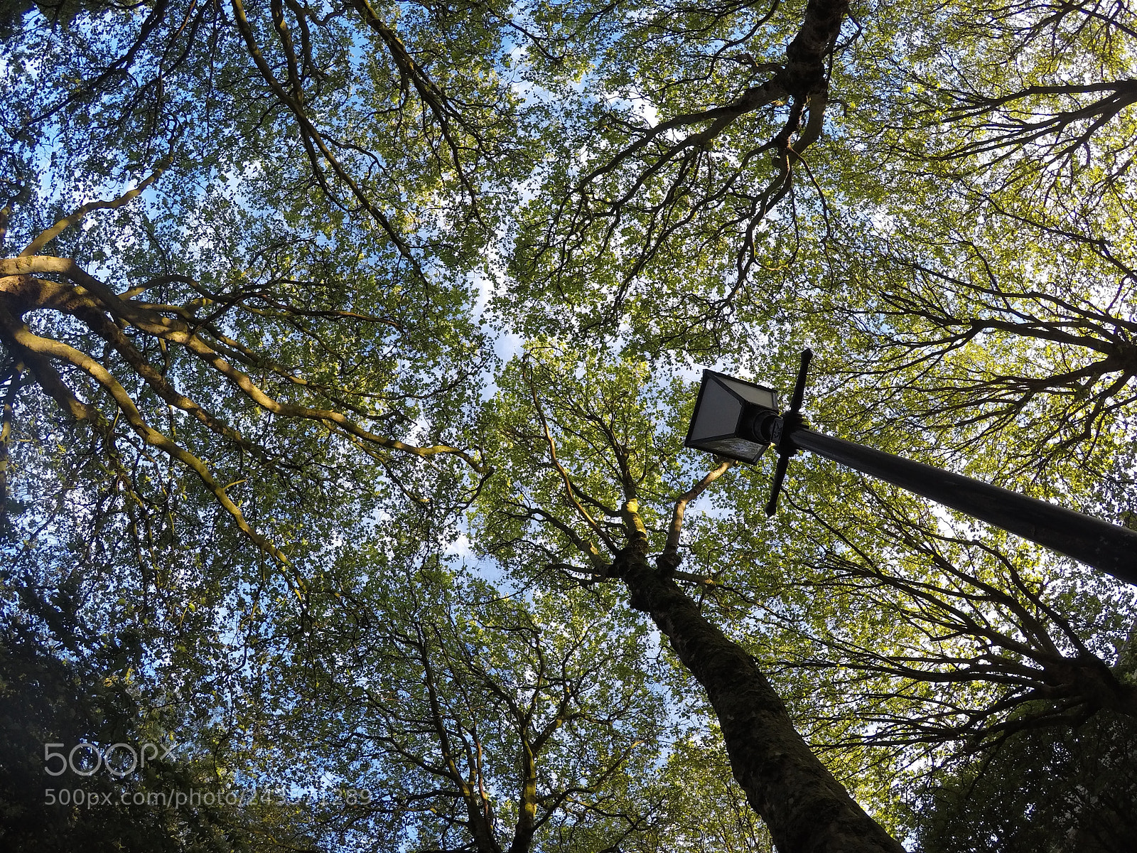 GoPro Hero5 Black sample photo. Looking up through the photography