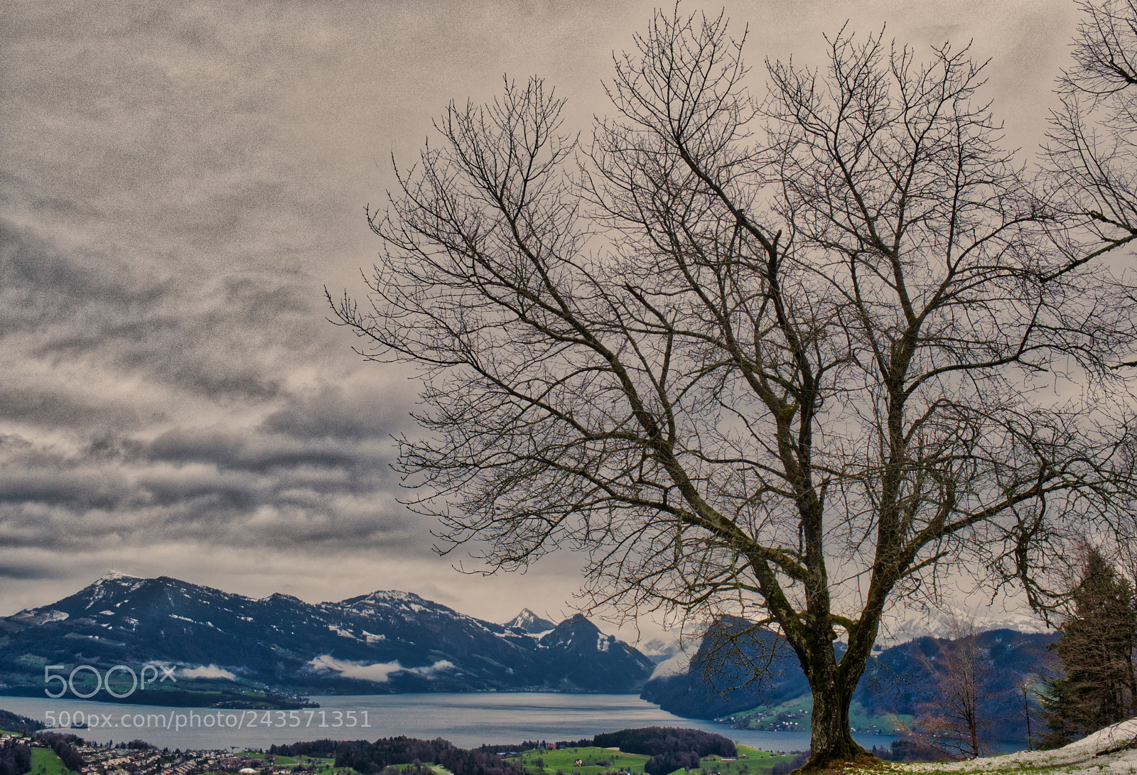 Fujifilm X-Pro2 sample photo. Tree with lake lucerne photography