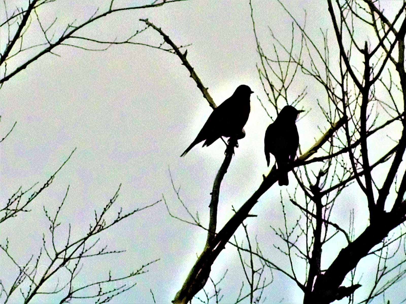 Nikon Coolpix B500 sample photo. Sentries in silhouette photography