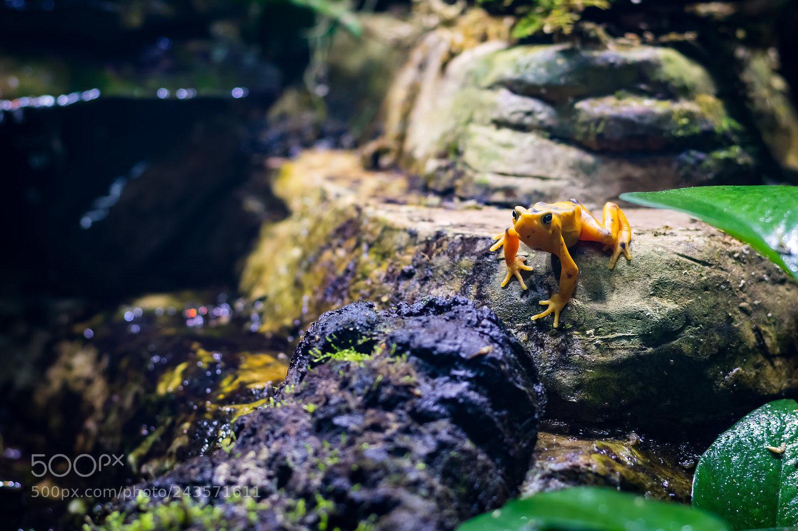 Nikon D500 sample photo. Golden frog photography