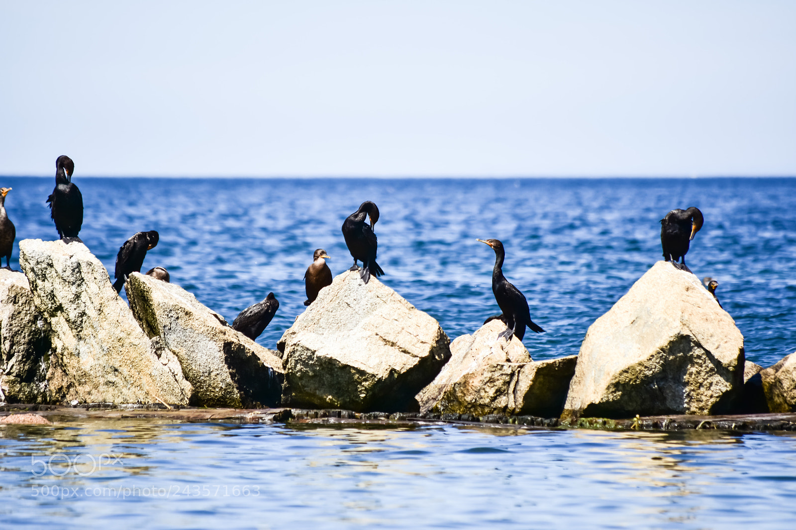 Nikon D7200 sample photo. Birds chillin out photography