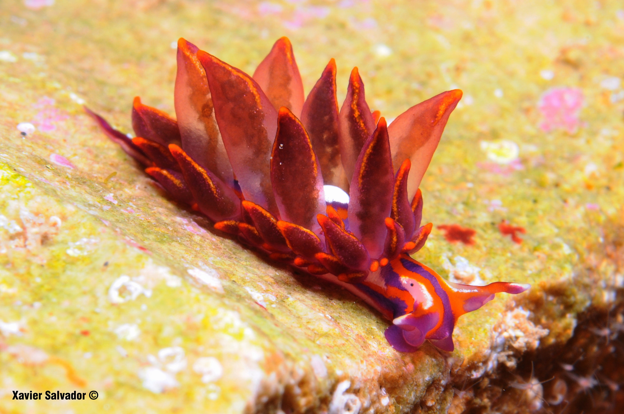 Nikon AF-S Micro-Nikkor 60mm F2.8G ED sample photo. Hermaea variopicta photography