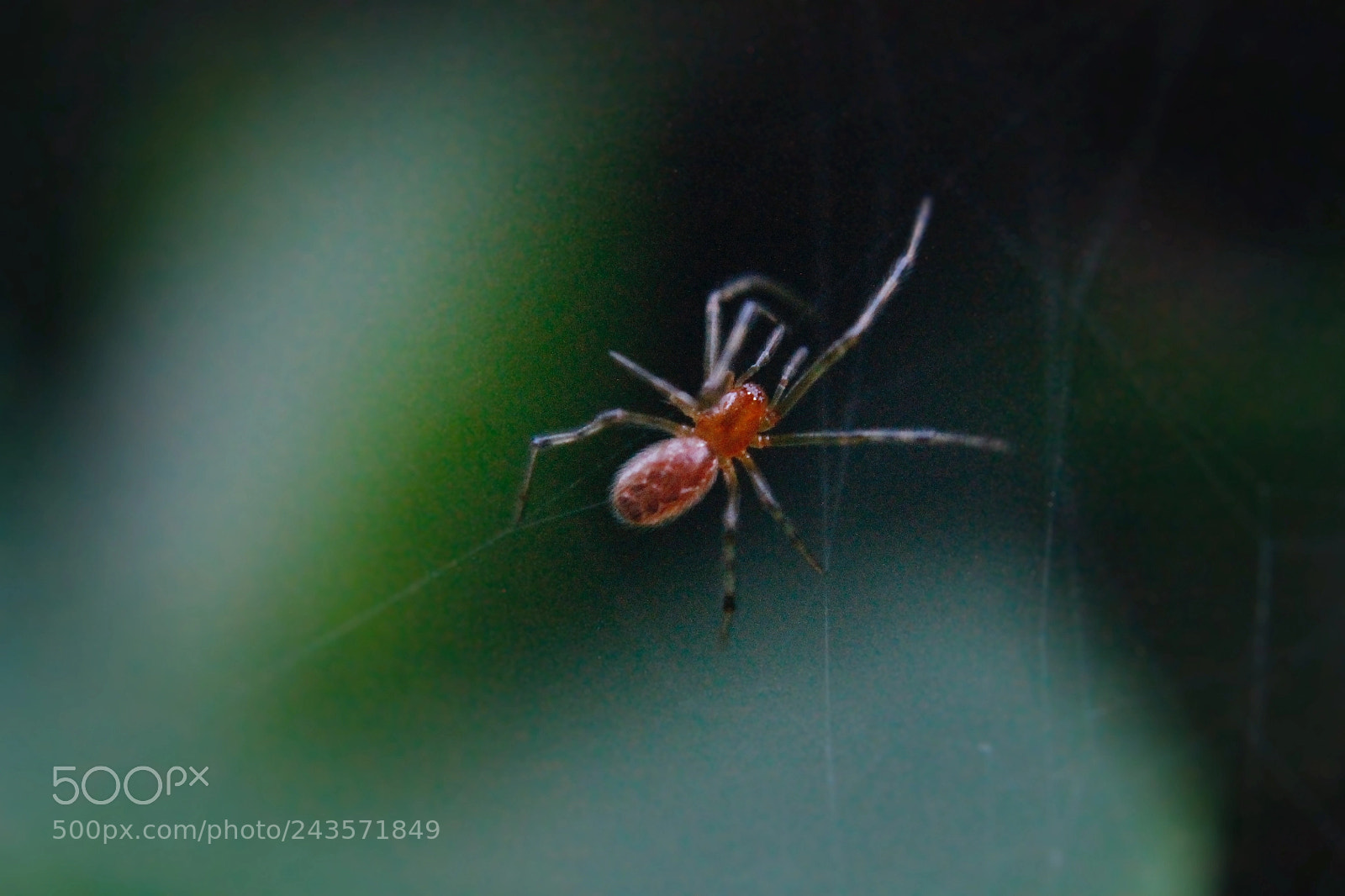 Canon EOS 1100D (EOS Rebel T3 / EOS Kiss X50) sample photo. French guyana red spider photography