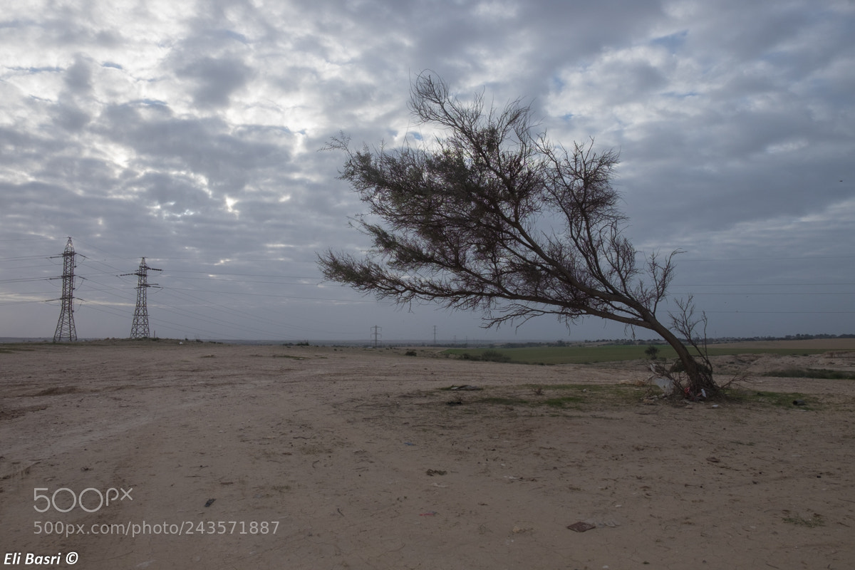 Fujifilm X-T1 sample photo. The tree photography