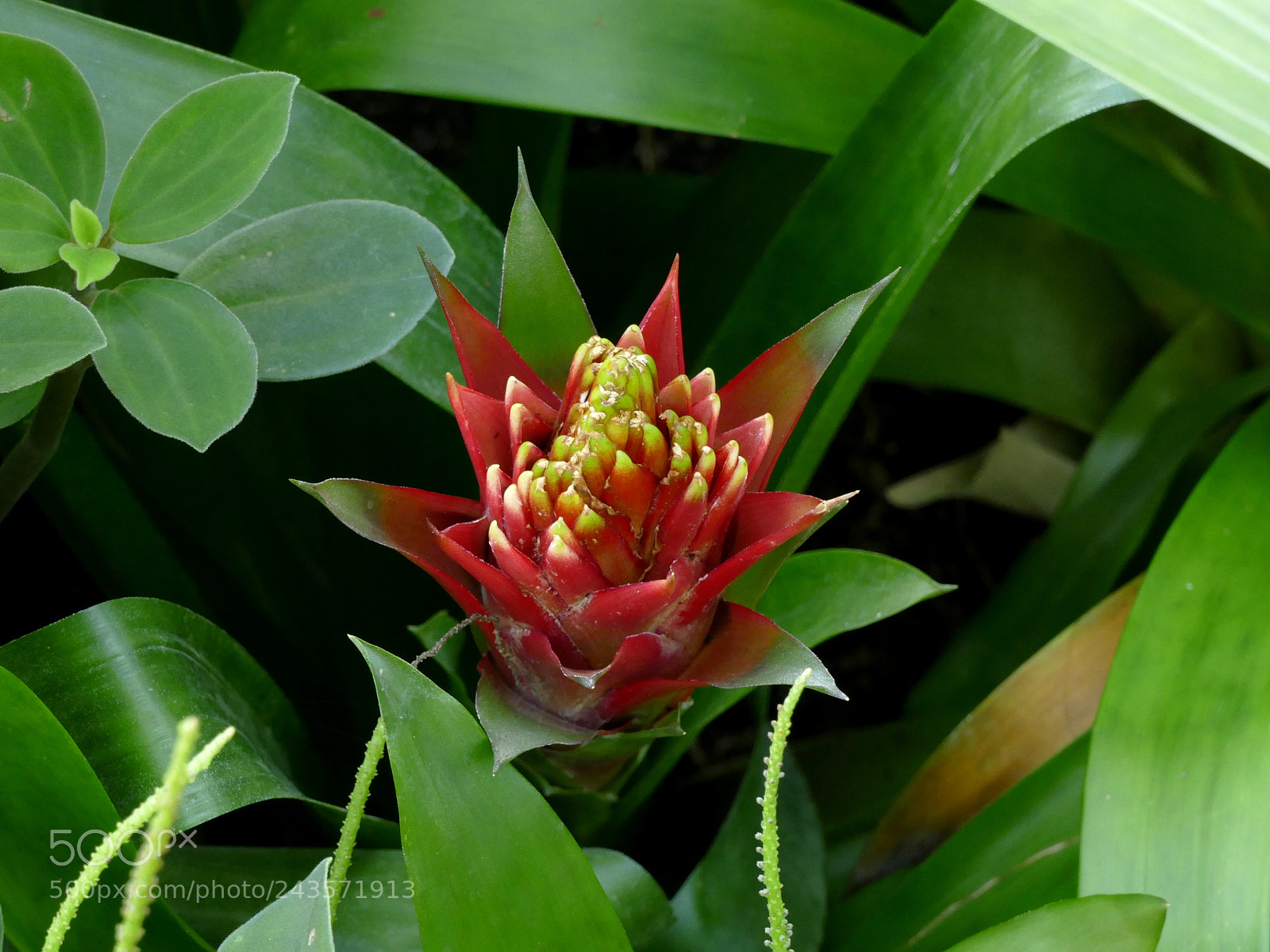 Panasonic Lumix DMC-FZ1000 sample photo. Bromelia photography