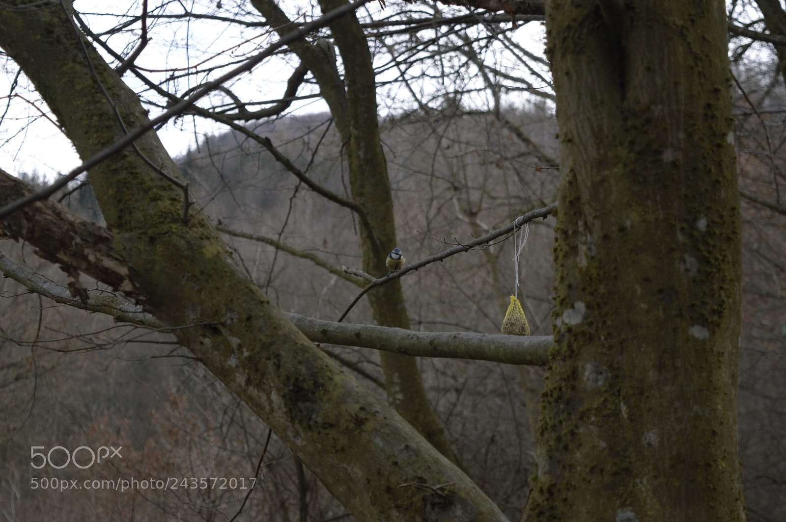 Nikon D3200 sample photo. Bluetit photography