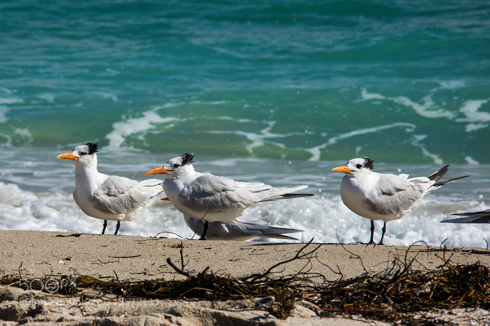 Nikon D7200 sample photo. Royal terns photography