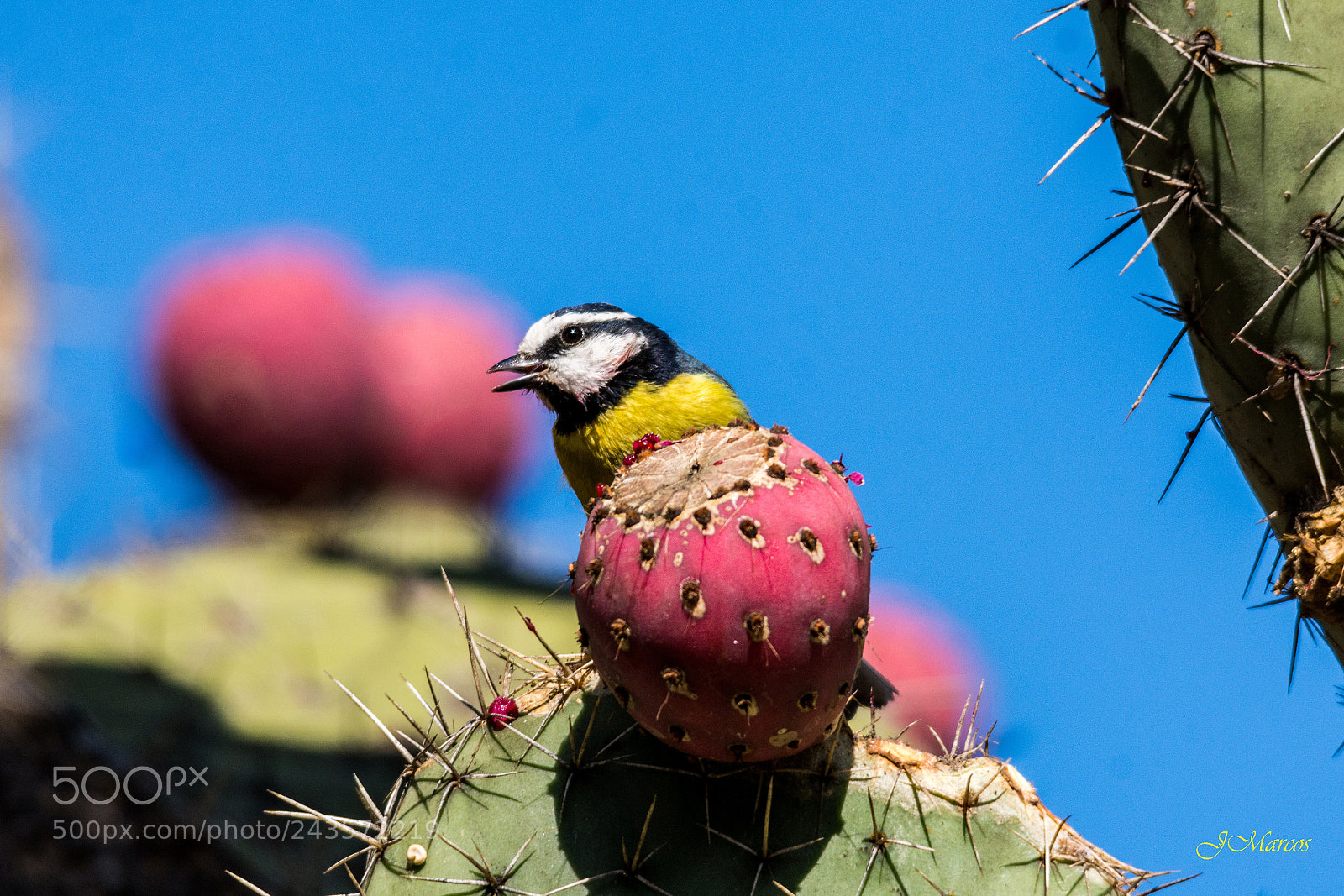 Nikon D7100 sample photo. Tenerife blue tit gran photography