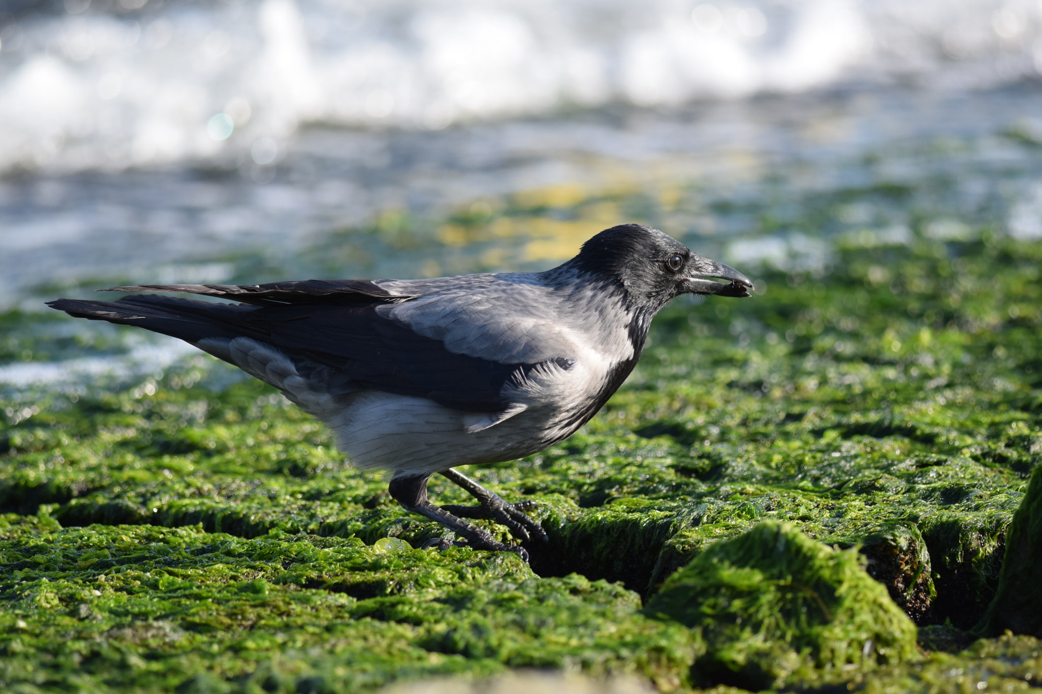 Nikon D5300 + Nikon AF-S Nikkor 300mm F4D ED-IF sample photo. Dun crow. (corvus corone) photography