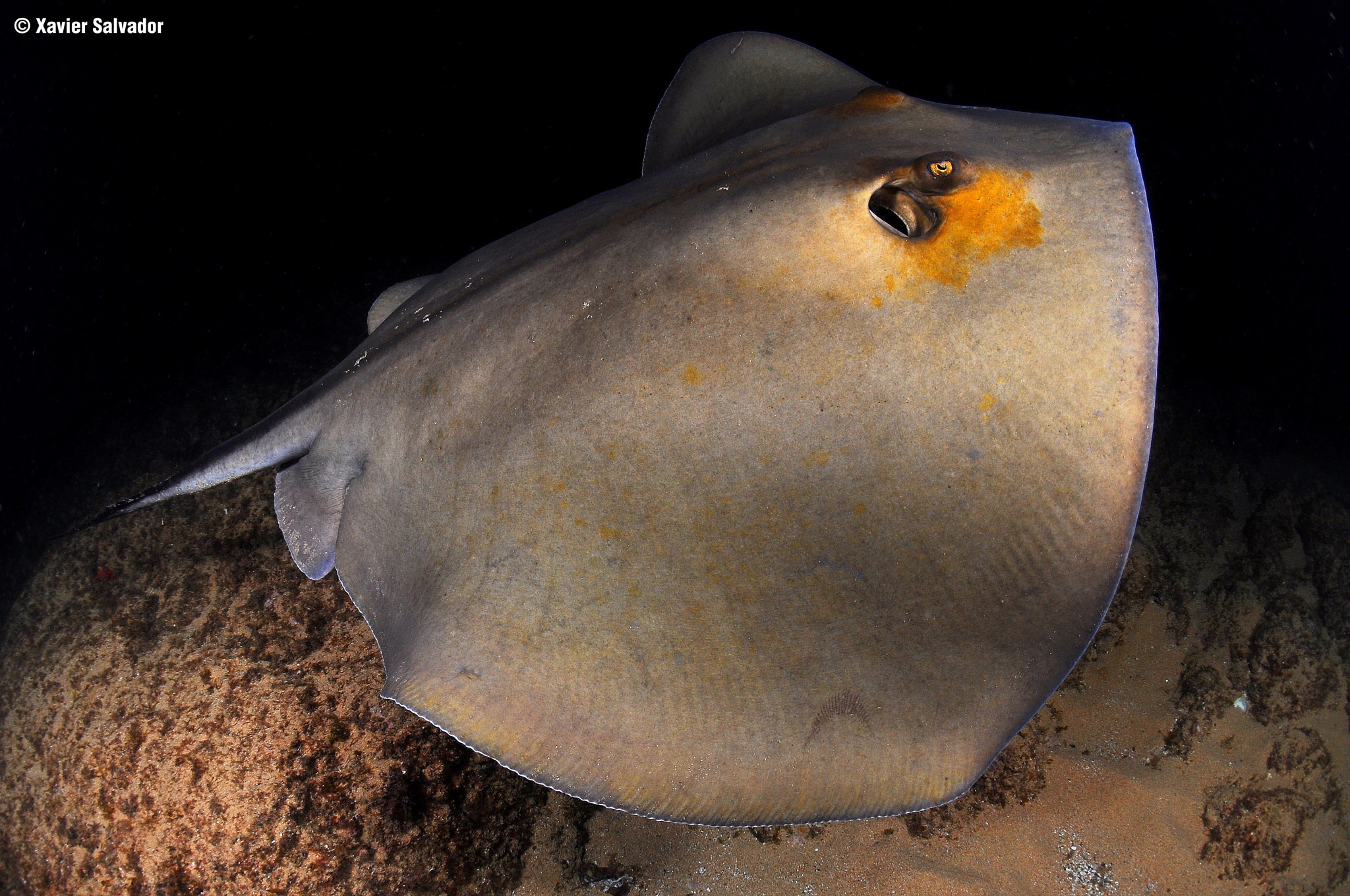 Nikon D90 sample photo. Stingray (dasyatis pastinaca) photography