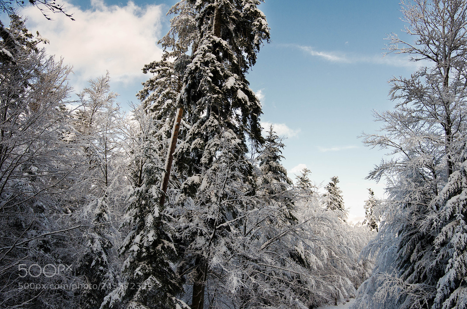 Nikon D5100 sample photo. Black forest photography