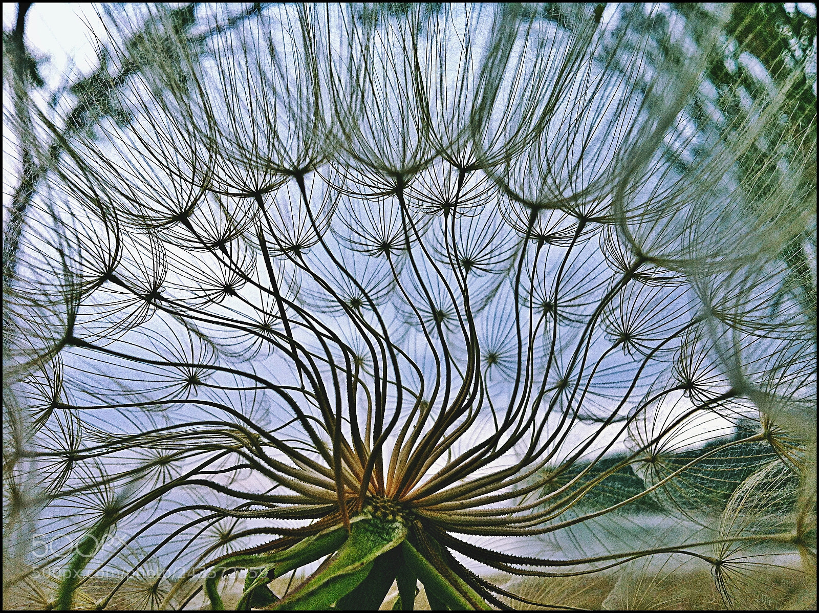 Apple iPhone 4 sample photo. Dandelion photography