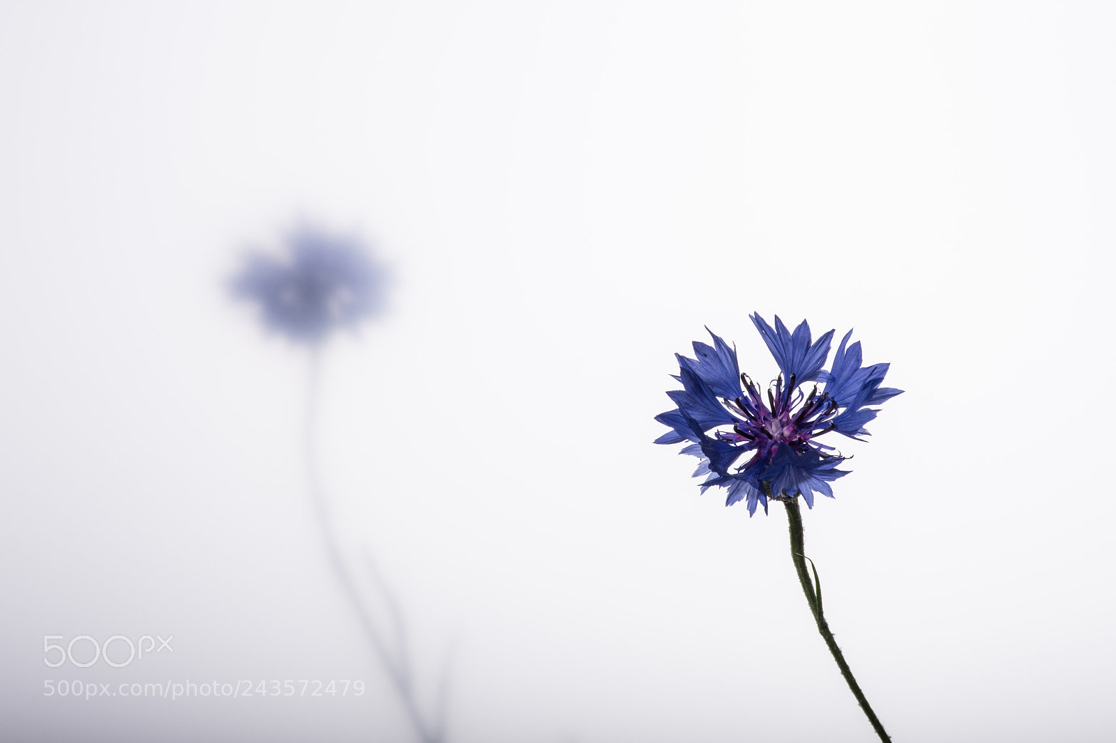 Nikon D7200 sample photo. Kornblume photography