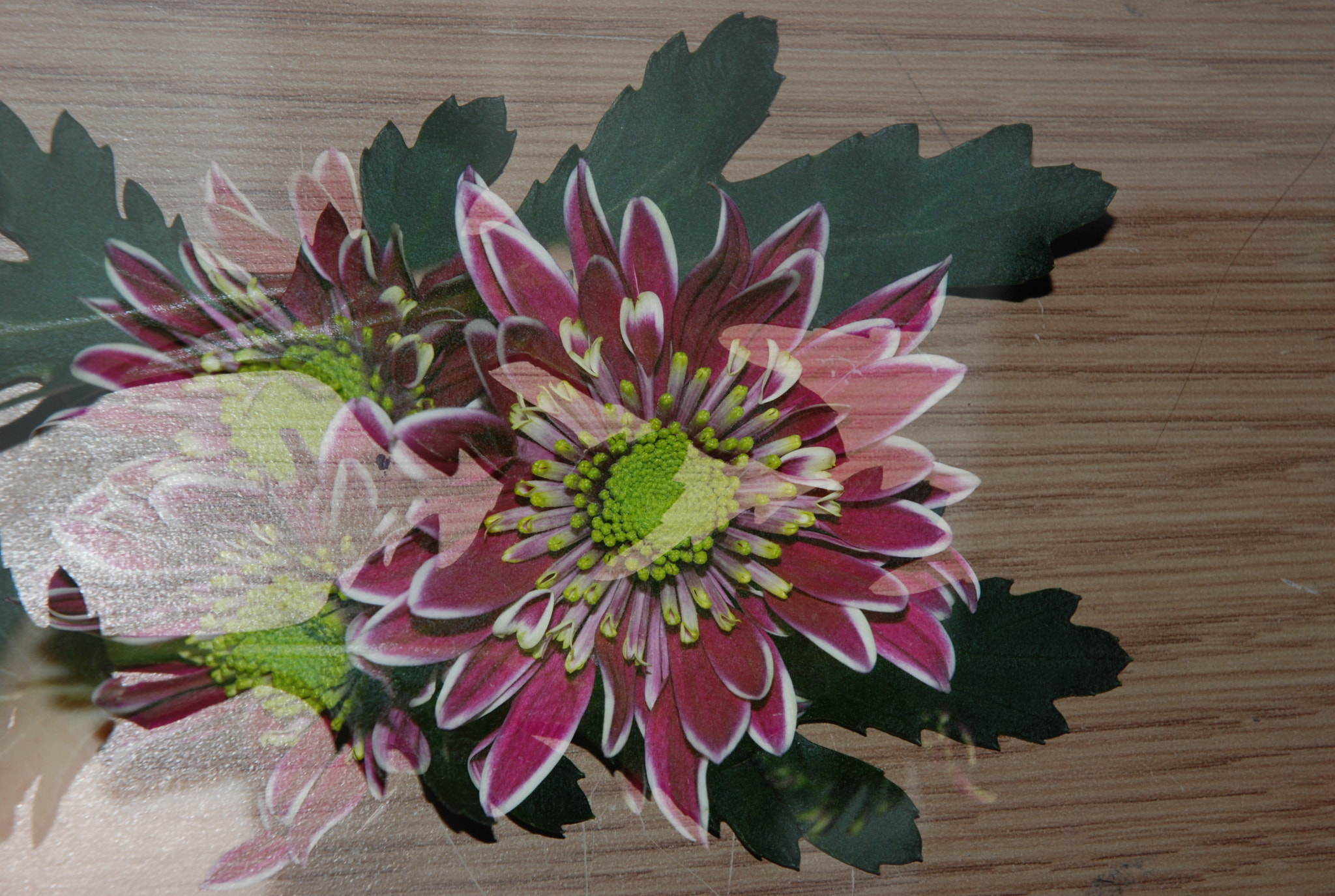 Nikon D80 sample photo. Flowers photography