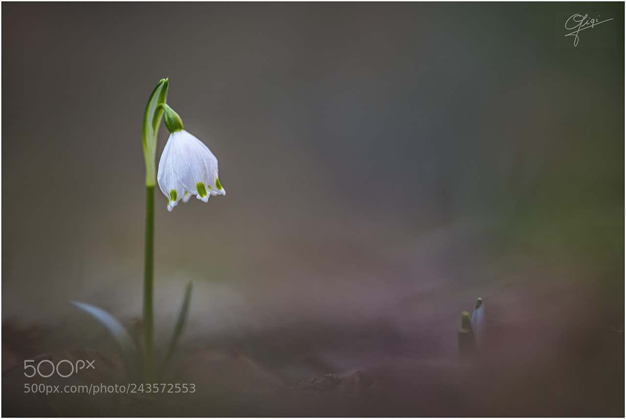Nikon D610 sample photo. Leucojum vernum photography