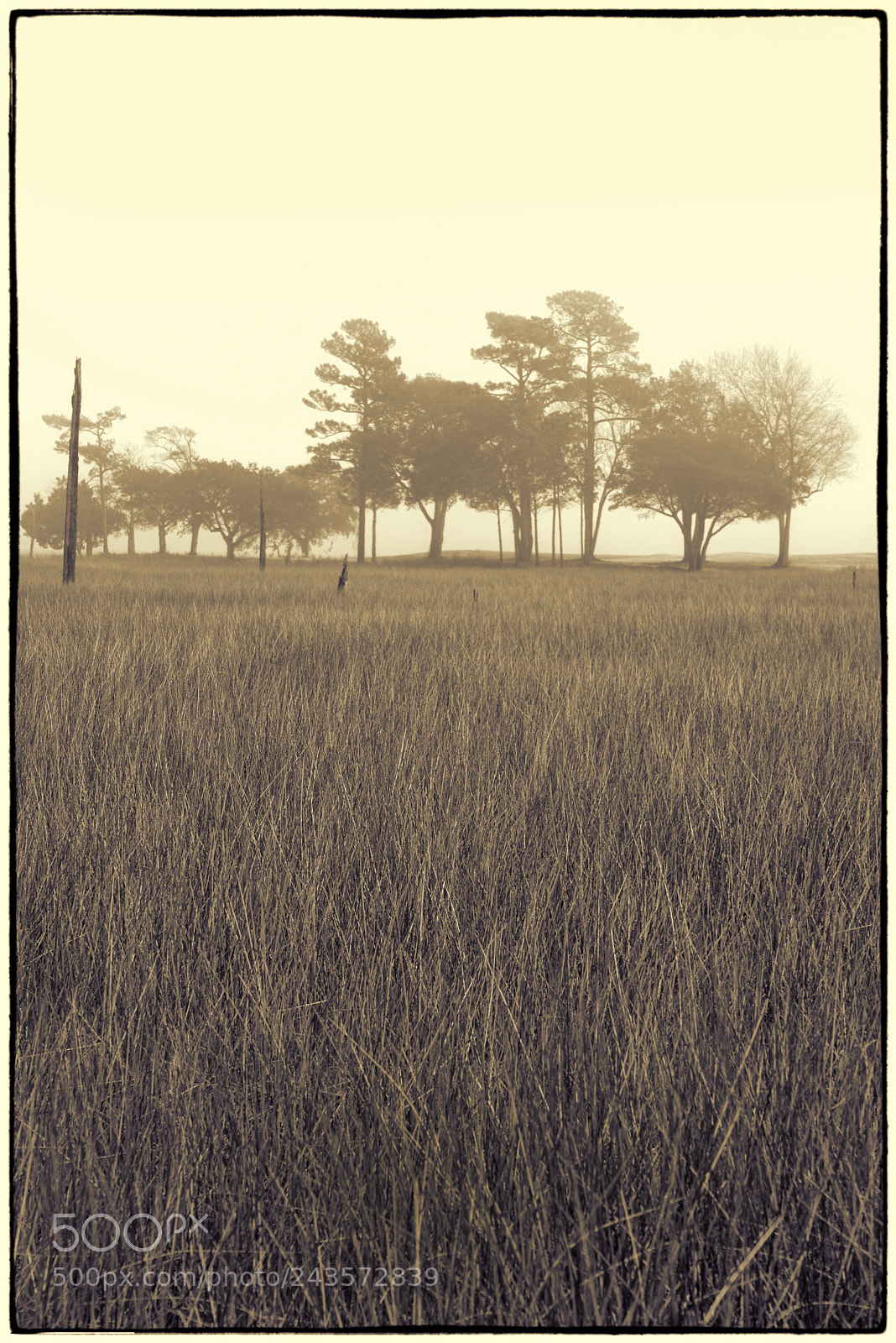 Nikon D610 sample photo. "loneliness no.2" photography