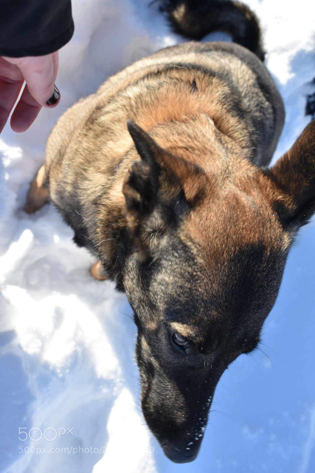 Nikon D3400 sample photo. Dog photography