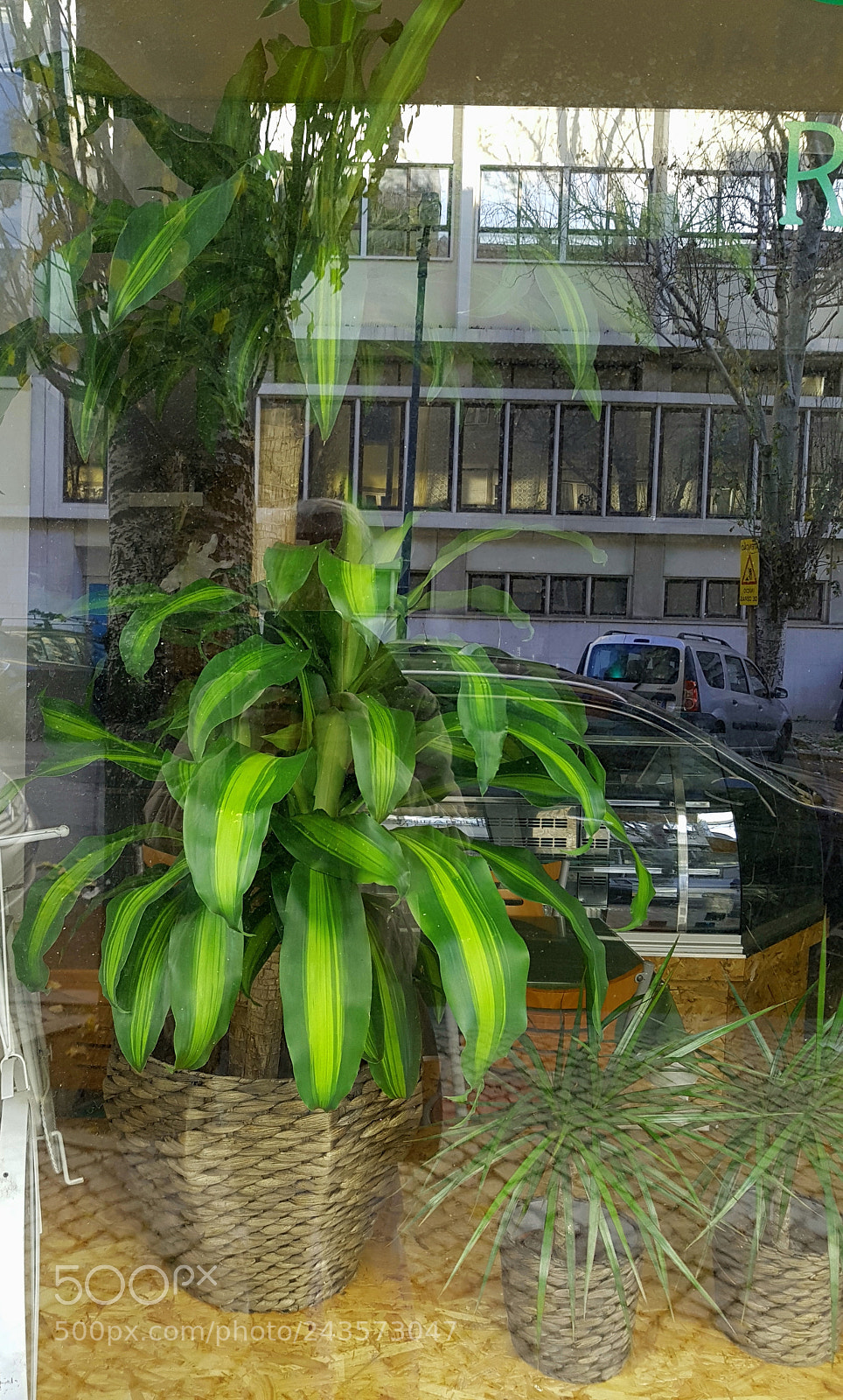 Samsung Galaxy S7 Edge sample photo. Dracaena fragrans photography