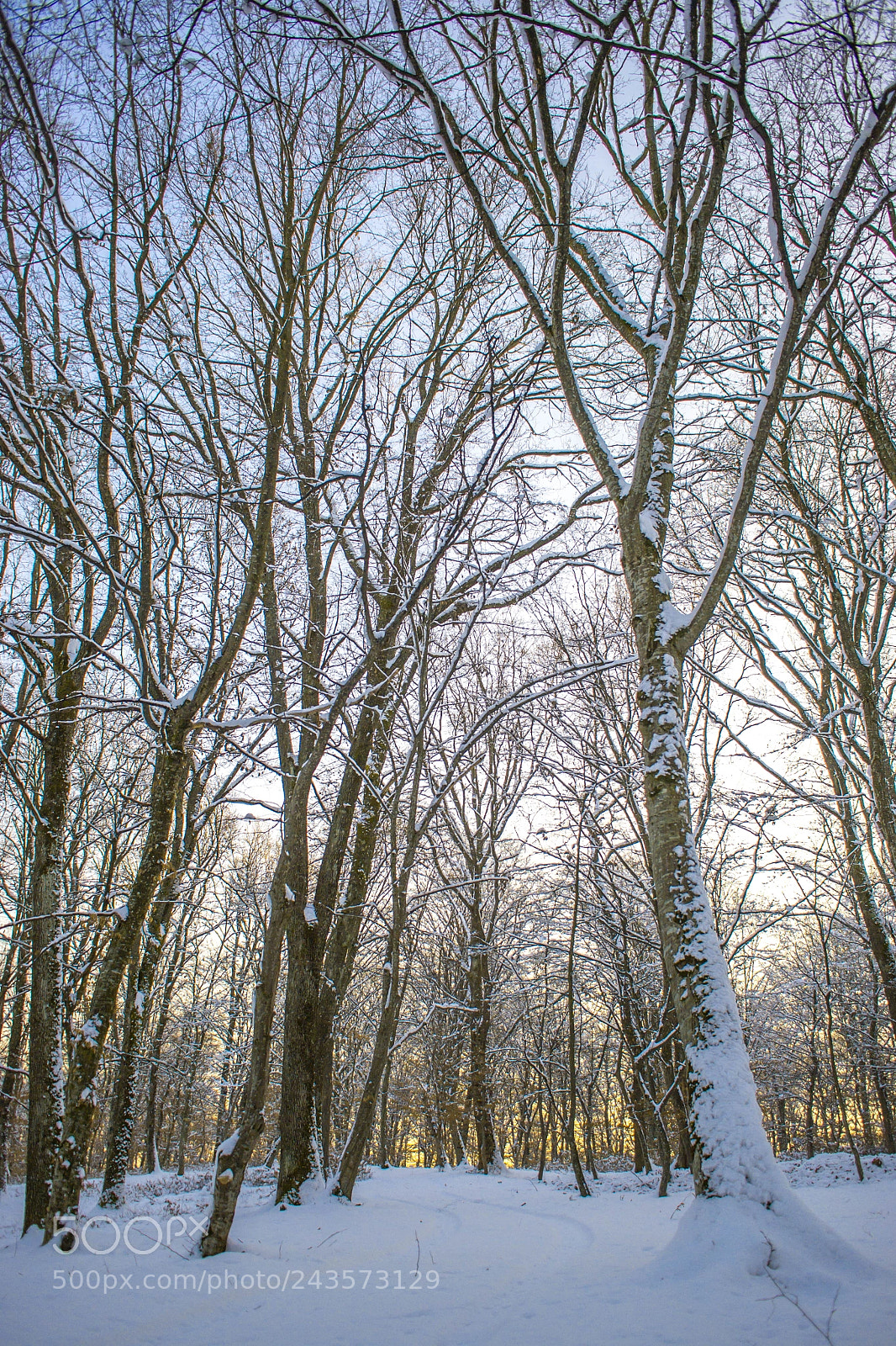 Nikon D3100 sample photo. Forest photography