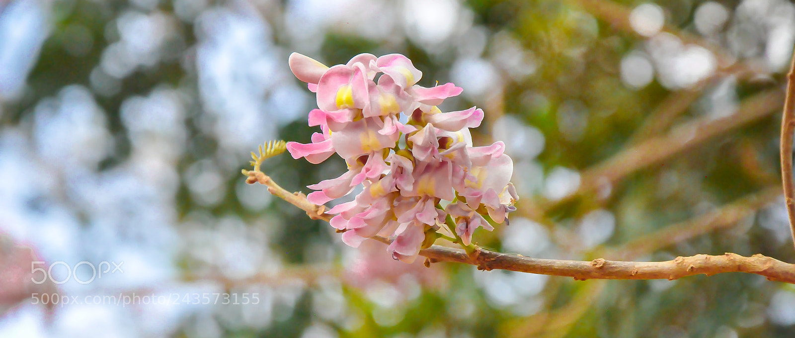 Nikon D90 sample photo. Colombian orquidea photography