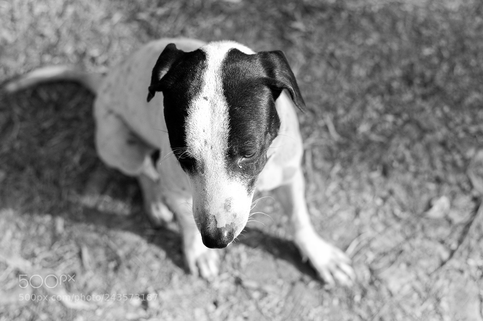 Nikon D700 sample photo. Dog photography