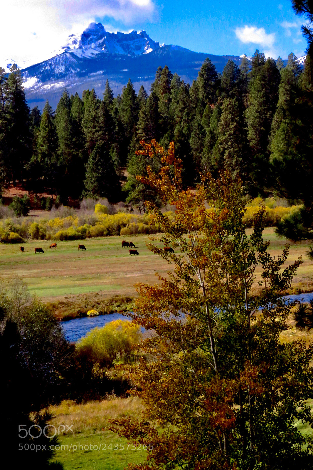 Canon PowerShot SX40 HS sample photo. Three-fingered jack, metolius river photography