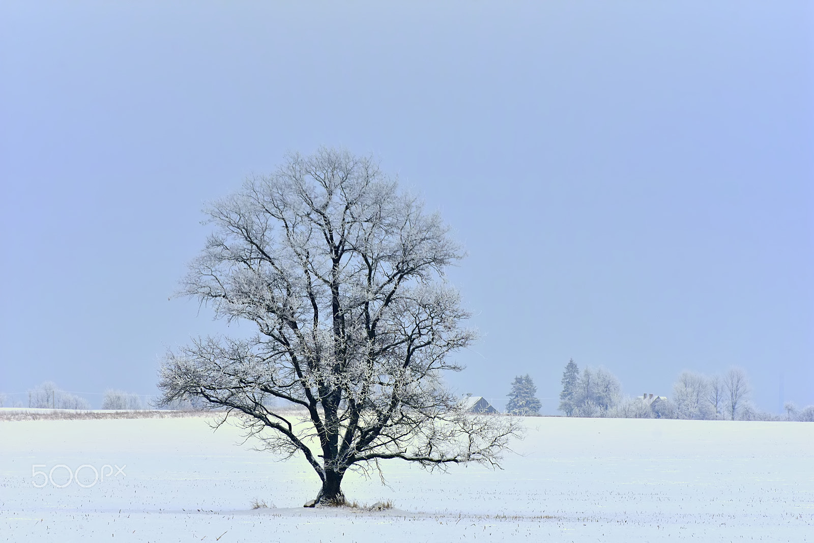 Nikon D3400 sample photo. Winter tale photography