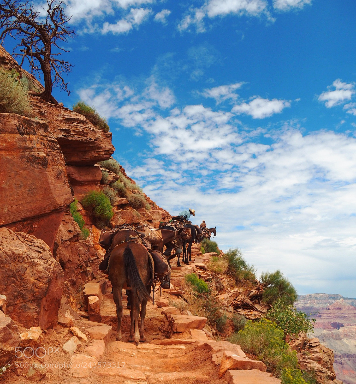 Olympus OM-D E-M10 II sample photo. Grand canyon - south photography