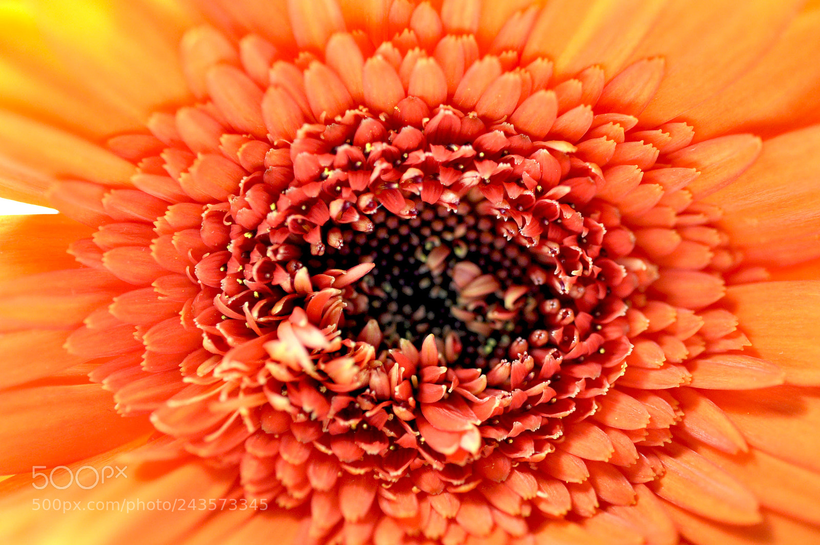 Nikon D90 sample photo. Flower photography
