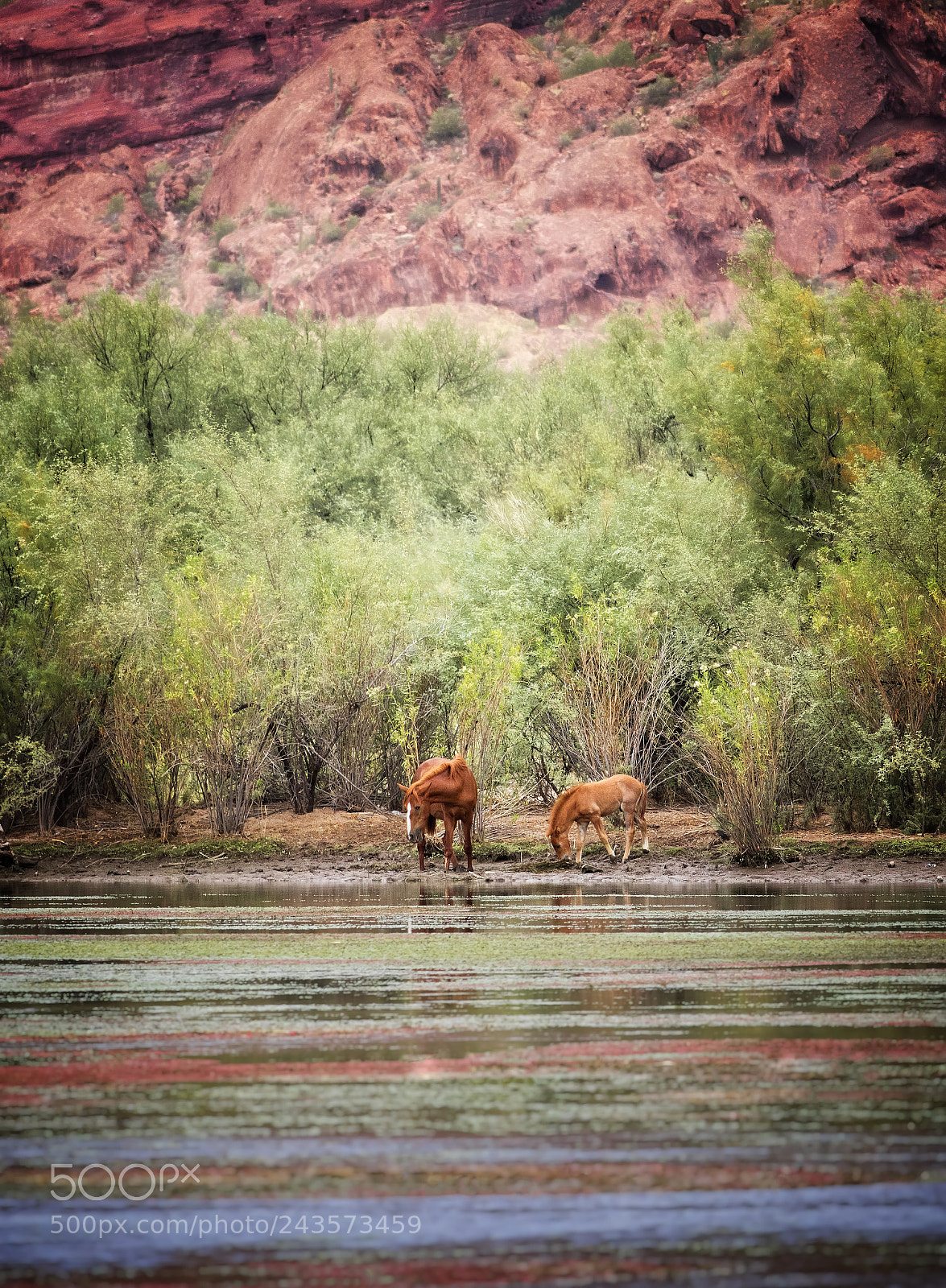 Canon EOS 7D Mark II sample photo. The salt river photography