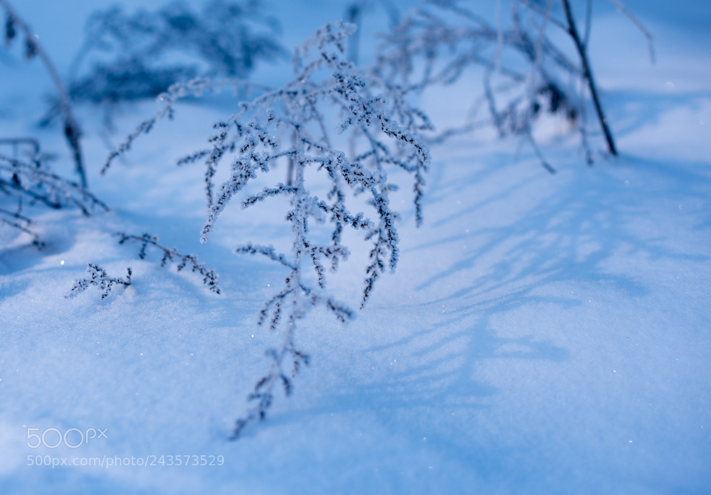 Nikon D810 sample photo. Frost photography