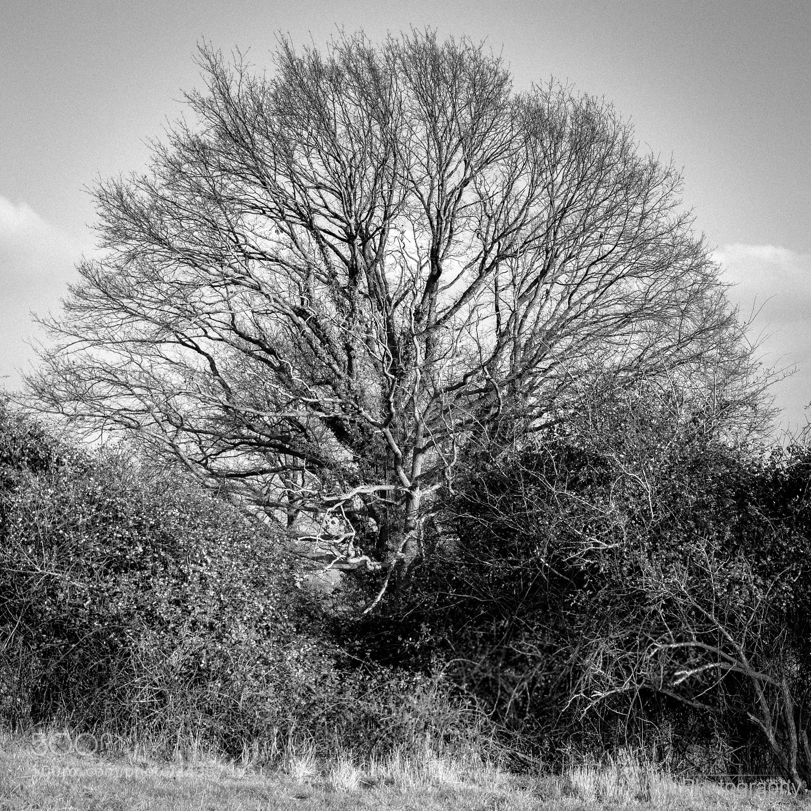 Nikon D7100 sample photo. Naked tree photography