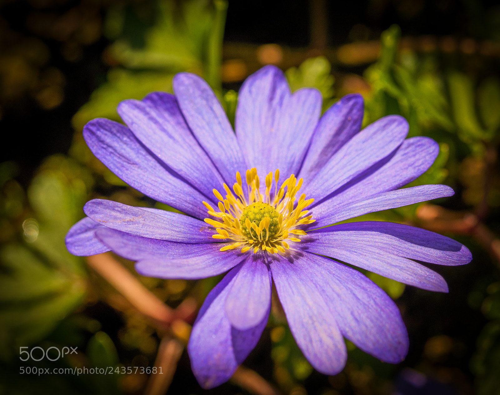 Sony a7 sample photo. A taste of spring photography