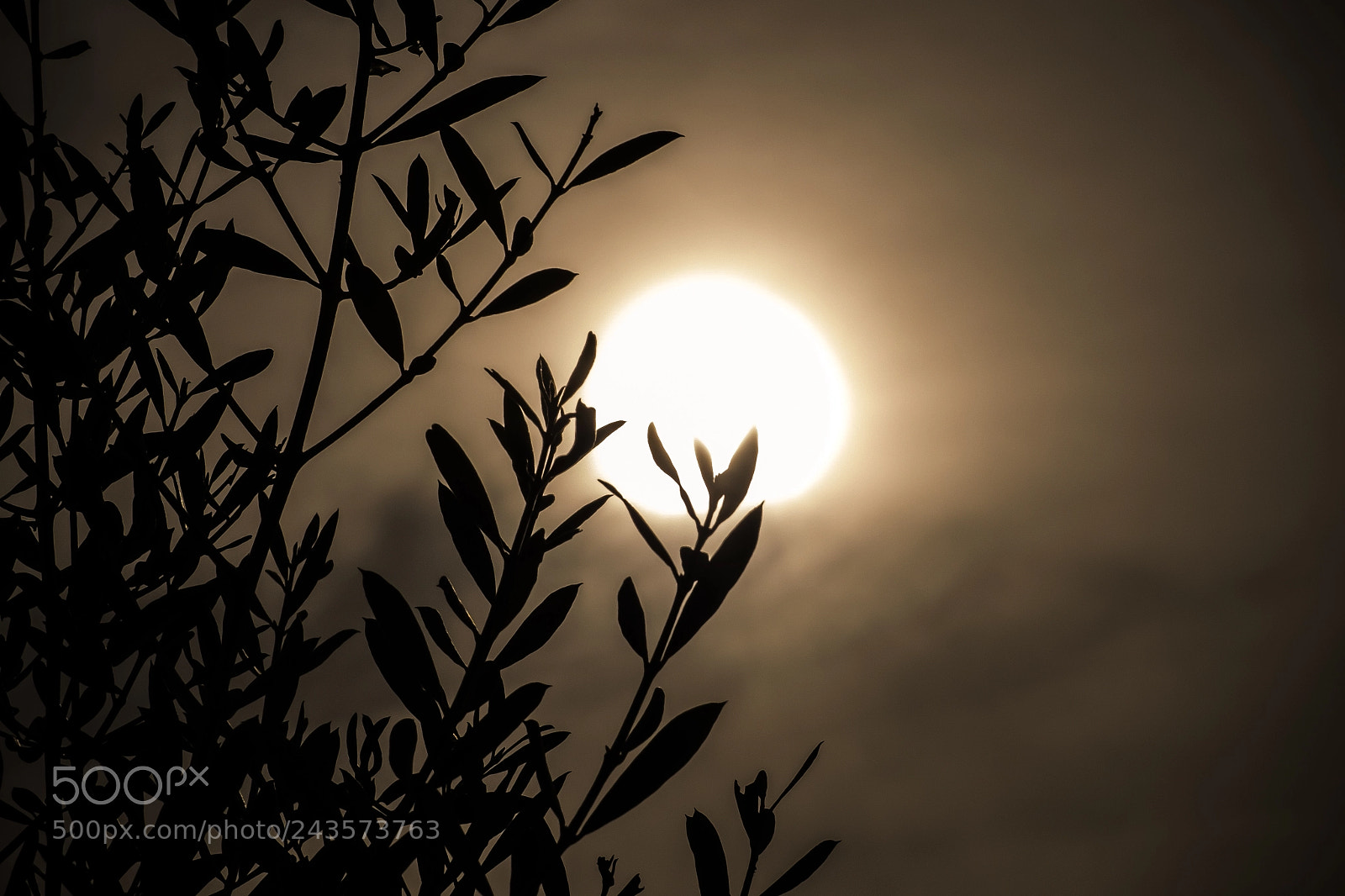 Fujifilm X30 sample photo. Backlight photography