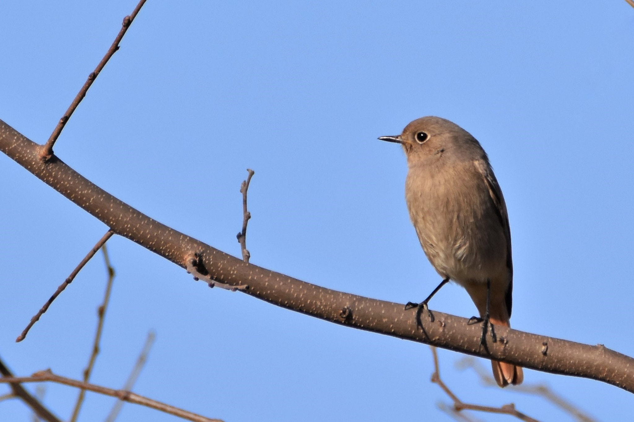 Nikon D7200 sample photo. Common redstart . female photography