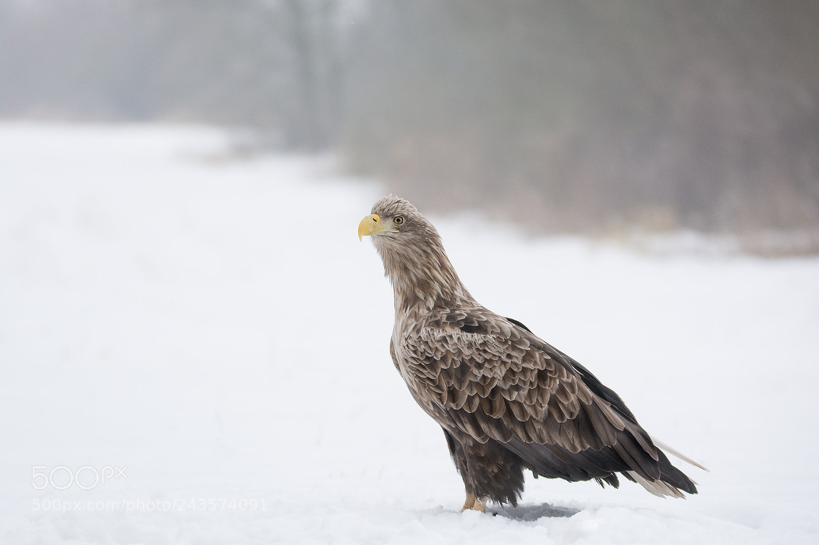 Nikon D7100 sample photo. Bielik zwyczajny (haliaeetus albicilla) photography
