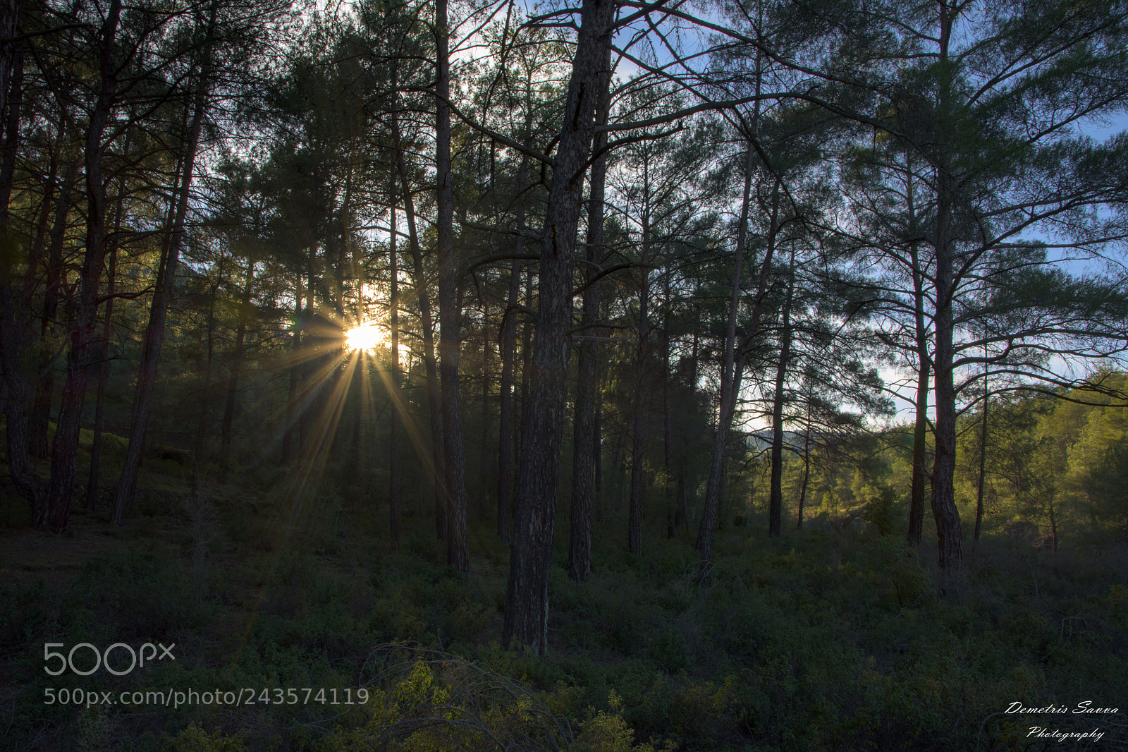 Nikon D7200 sample photo. Forest sun photography