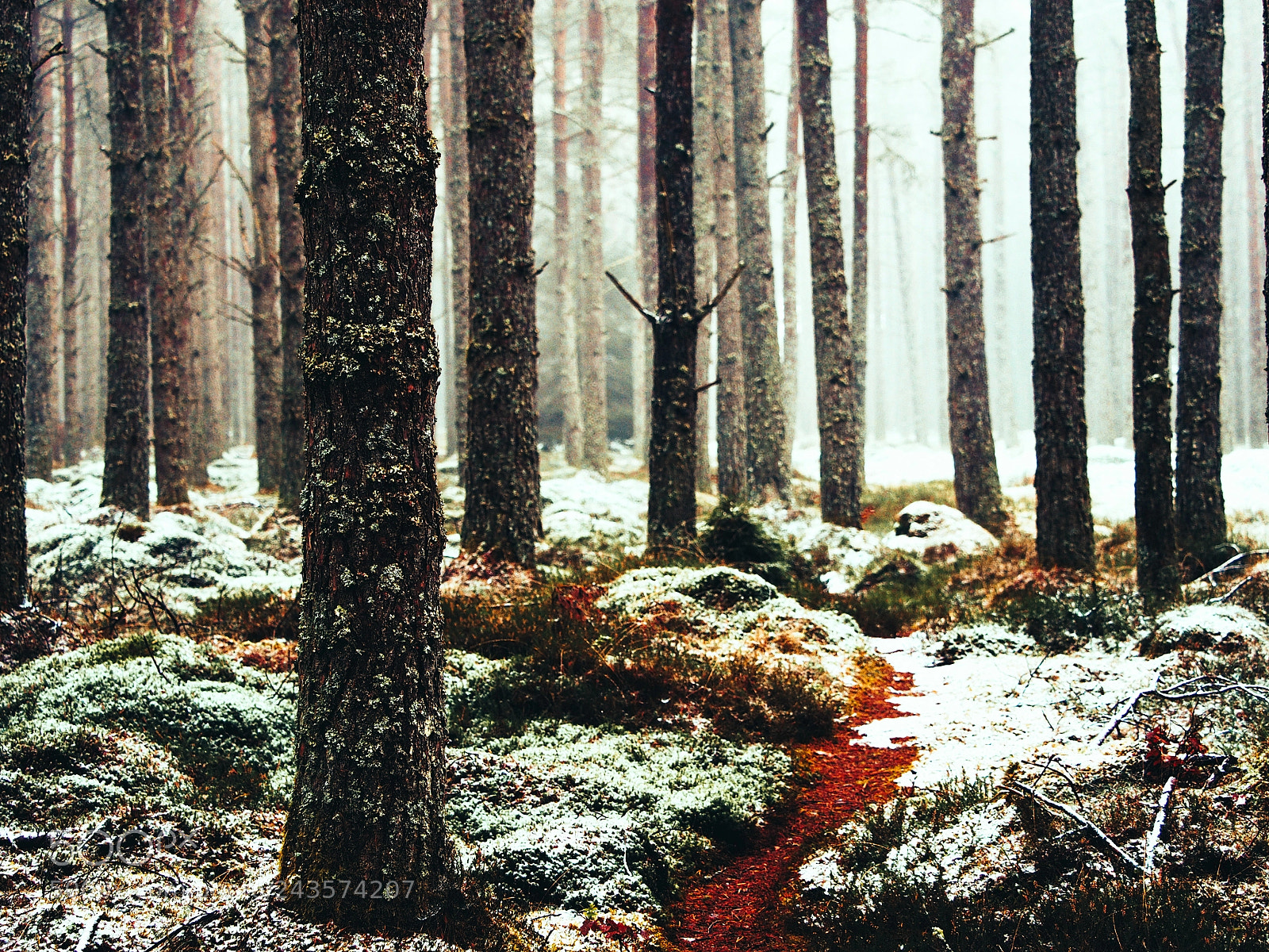 Olympus OM-D E-M1 sample photo. Winter wanders photography