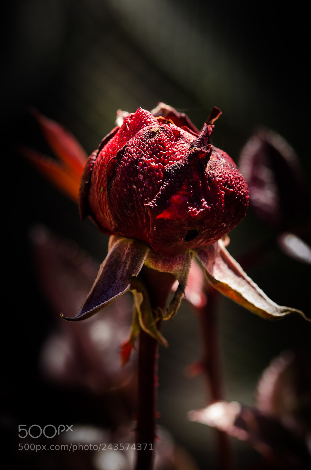 Nikon D5100 sample photo. Rose photography