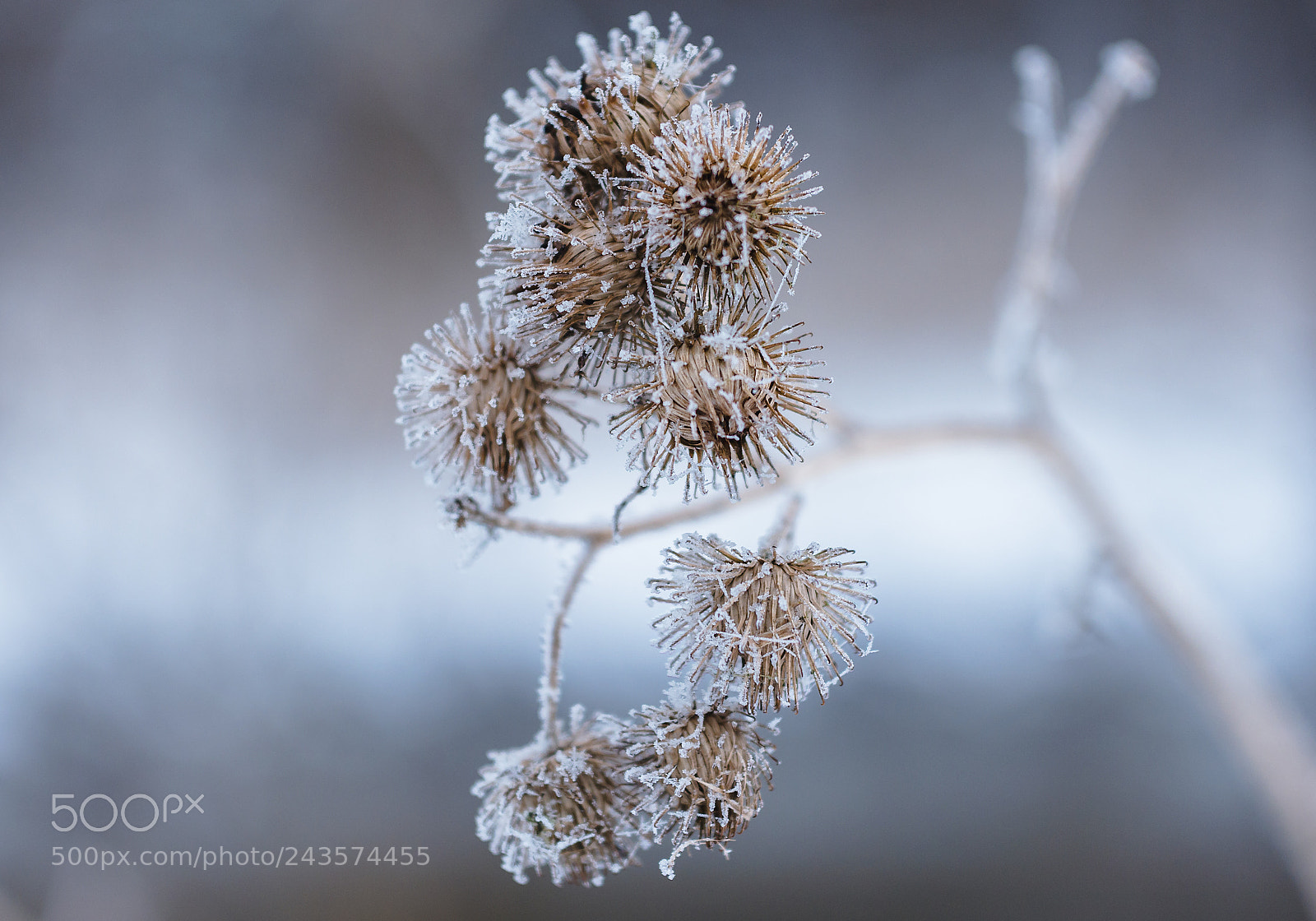 Panasonic Lumix DMC-G6 sample photo. Burning frost photography