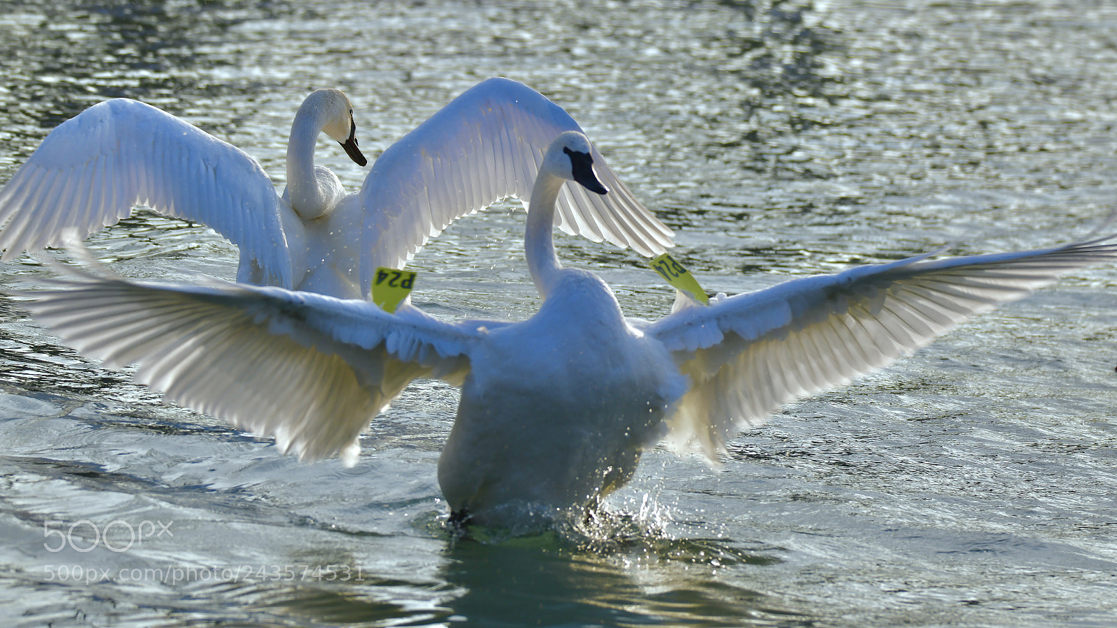 Nikon D850 sample photo. Swan photography