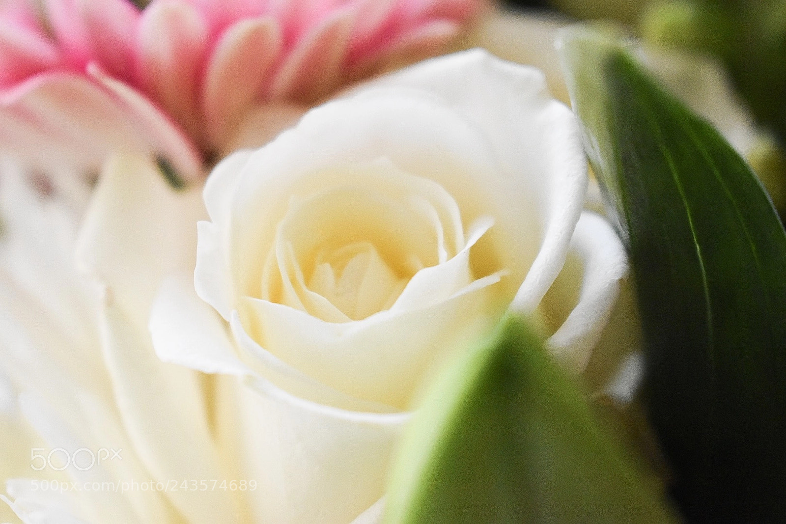 Nikon D5600 sample photo. Untitled photography
