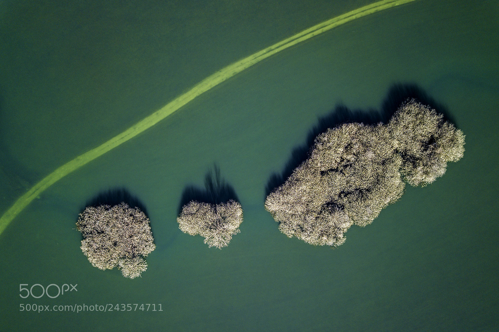 DJI FC220 sample photo. Lonely bush photography
