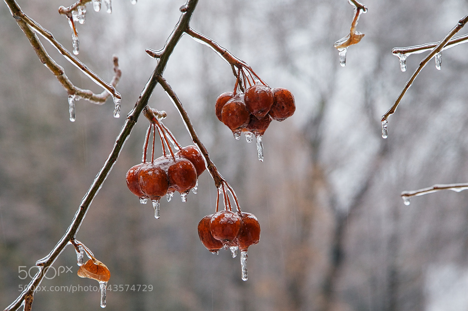 Canon EOS-1D X sample photo. Frozen again photography