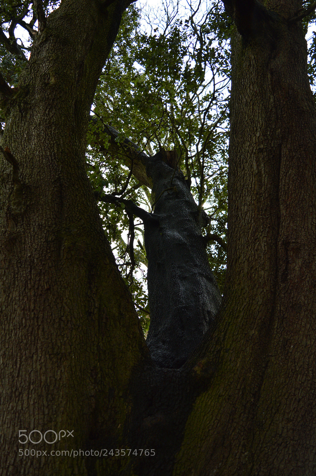Nikon D3200 sample photo. Untitled photography