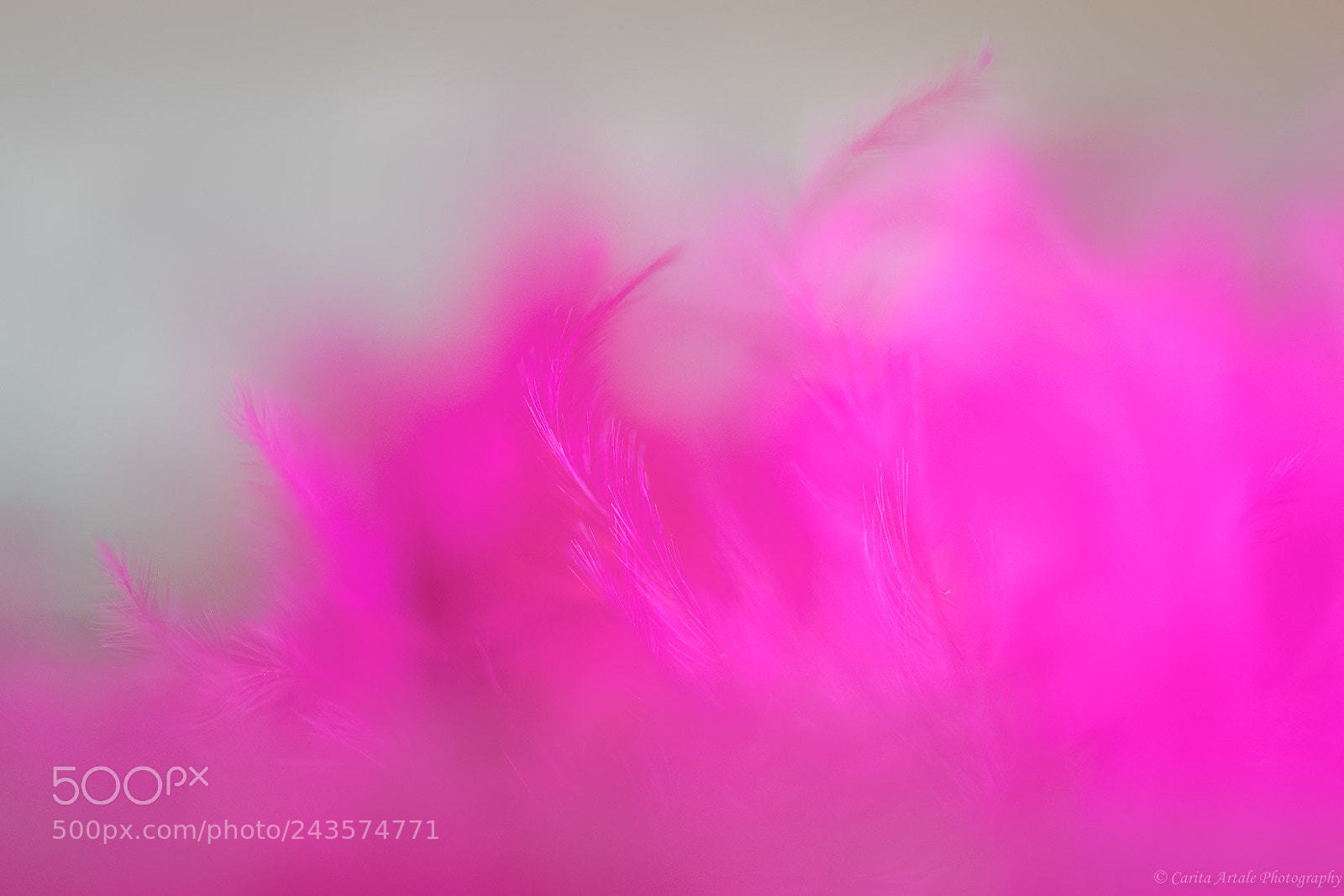 Nikon D500 sample photo. Pink is beautiful photography