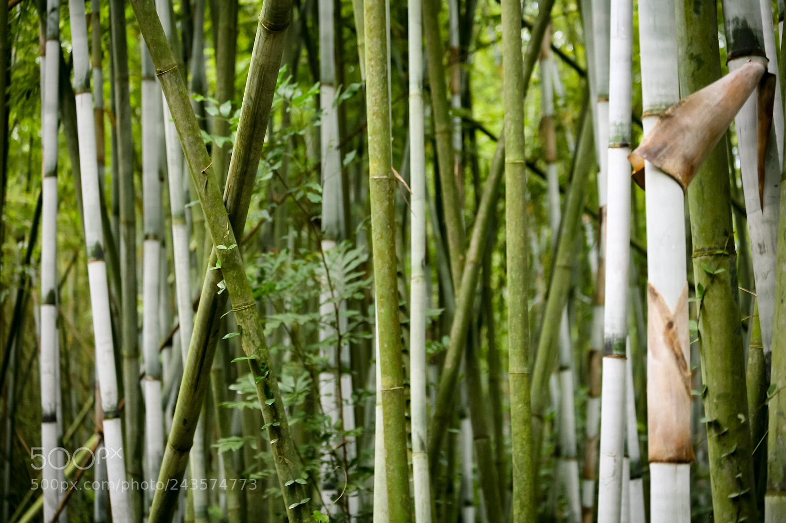 Canon EOS 5D sample photo. Bamboo forest in china photography