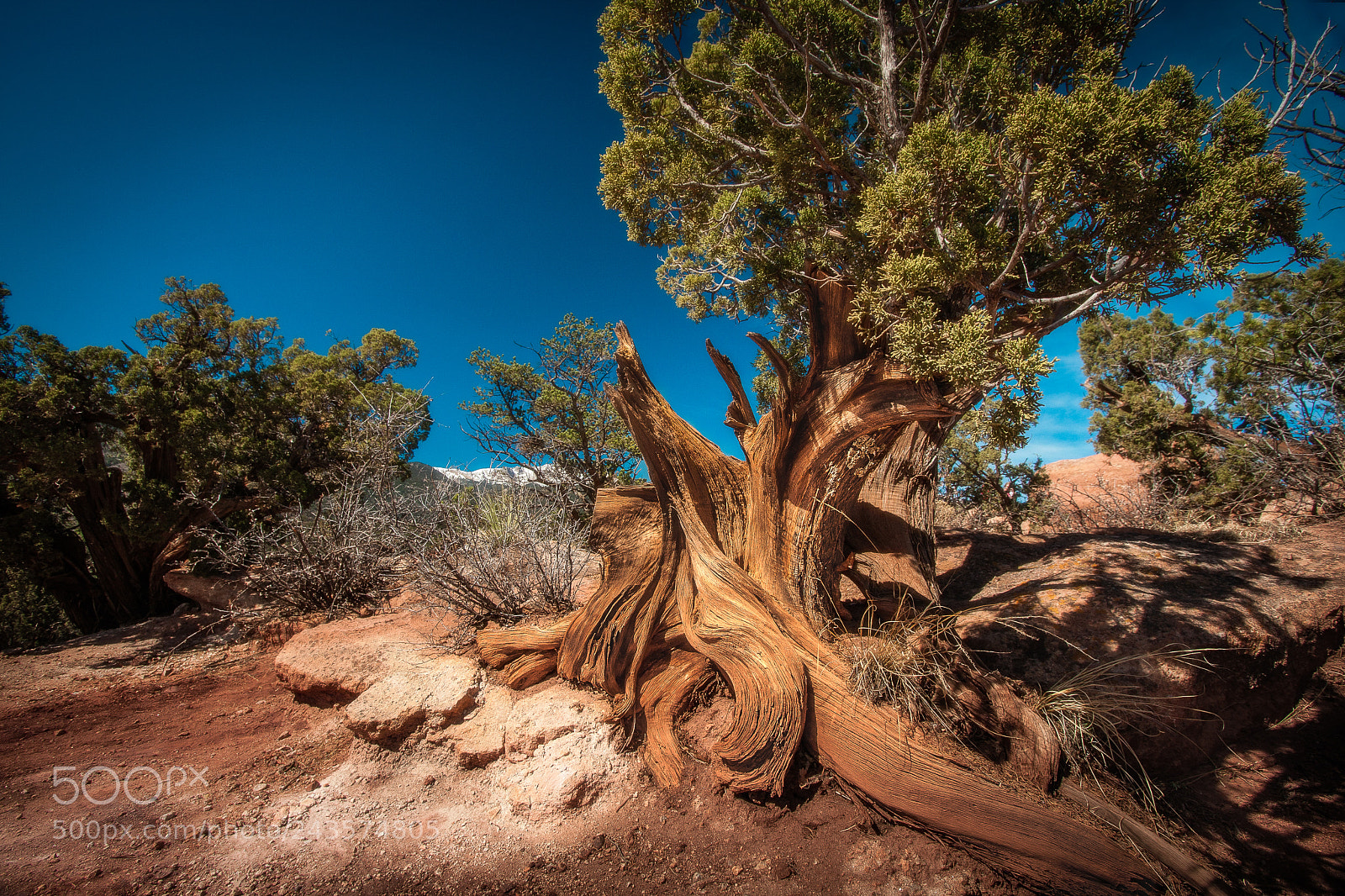 Canon EOS 40D sample photo. Twisted juniper photography