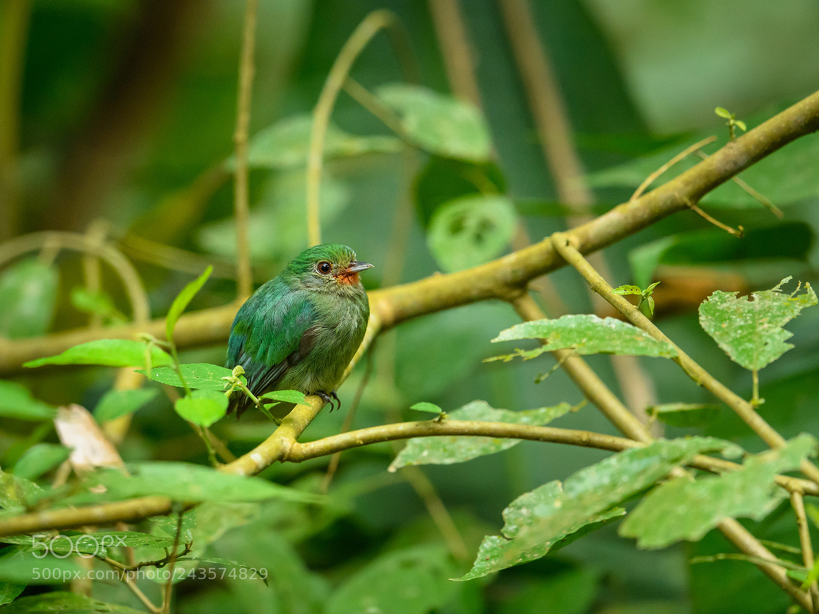 Nikon D850 sample photo. Female blue crowned manakin photography